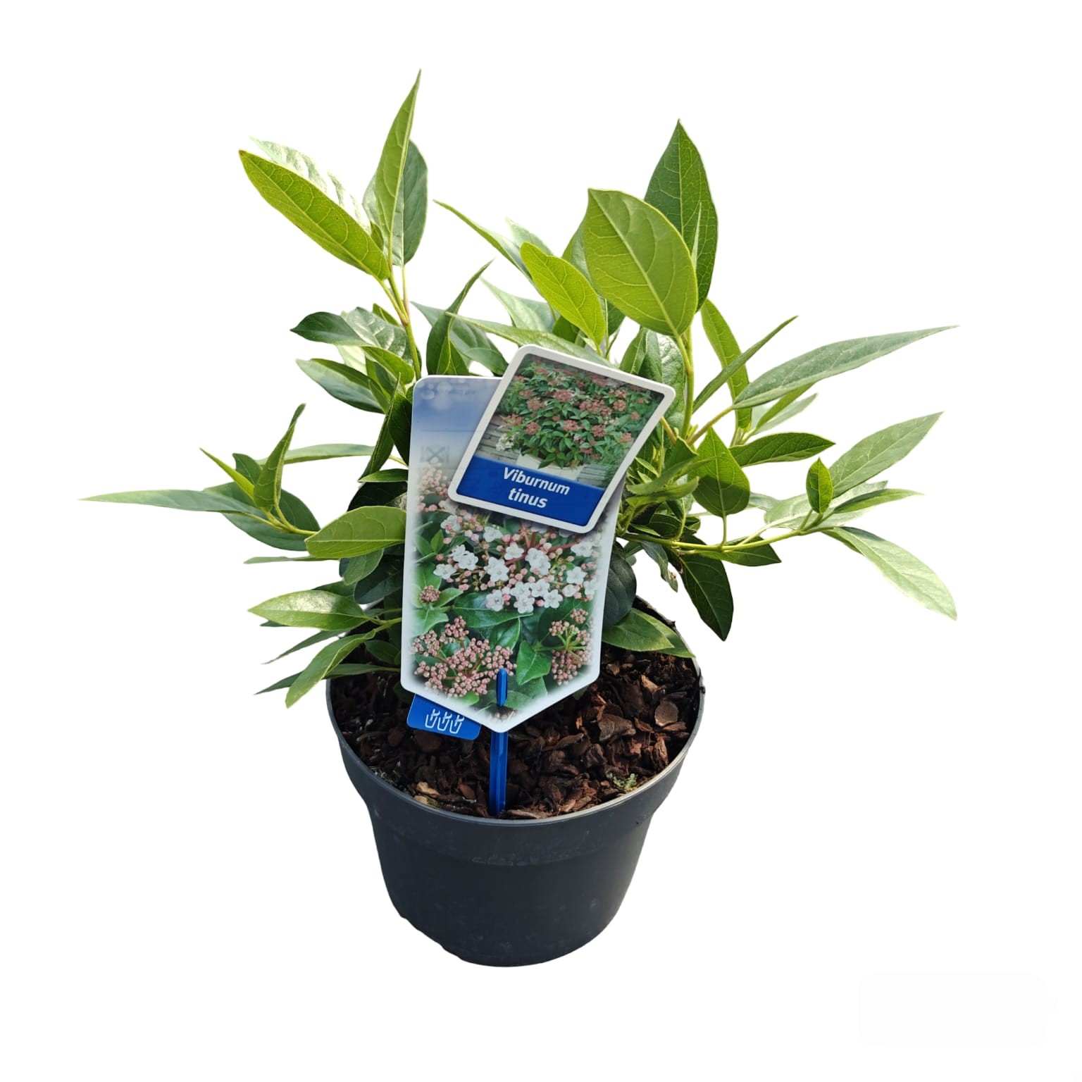 Picture of Viburnum tinus