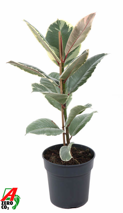 Picture of Ficus elastica Tineke 1PP P19 70CM