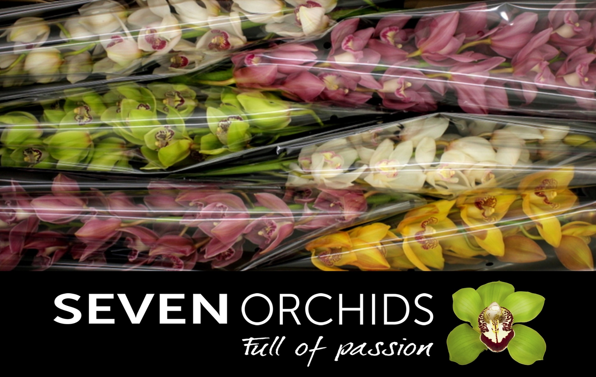 Cymbidium Asst 13bl