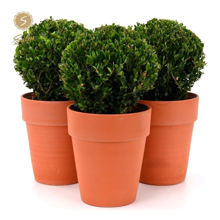 Ilex Crenata Jenny