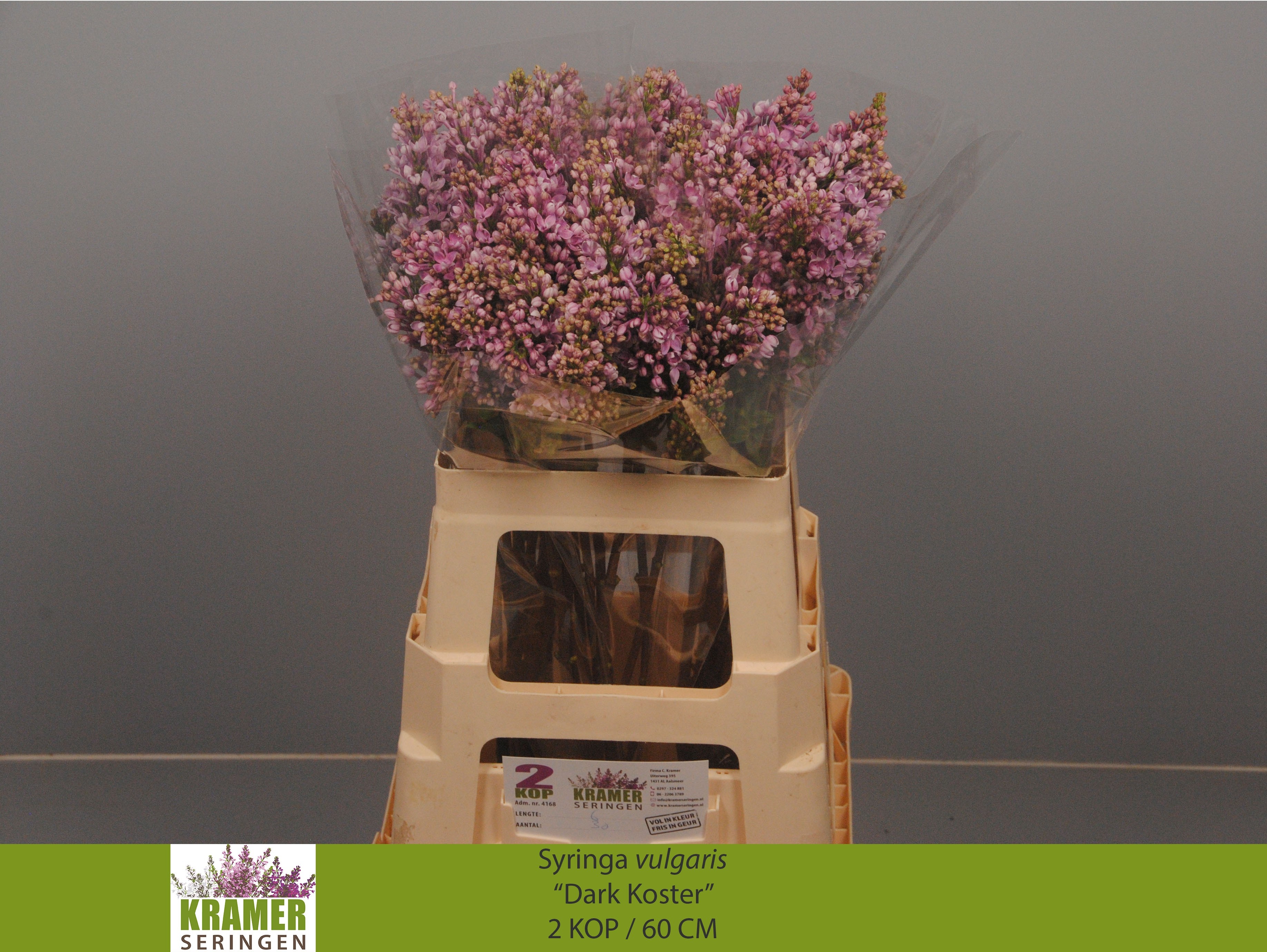 Lilac Dark Koster 60cm 2