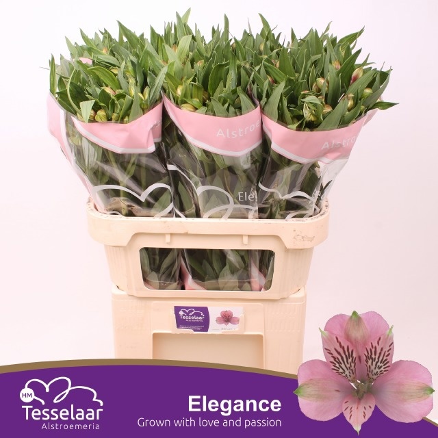 Alstroemeria Elegance ALSTR ELEGANCE | OZ Planten