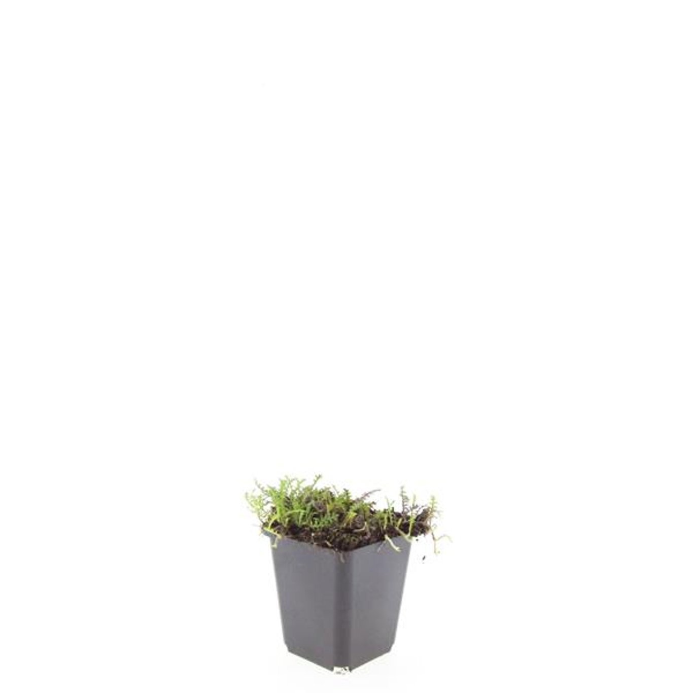 Leptinella squalida