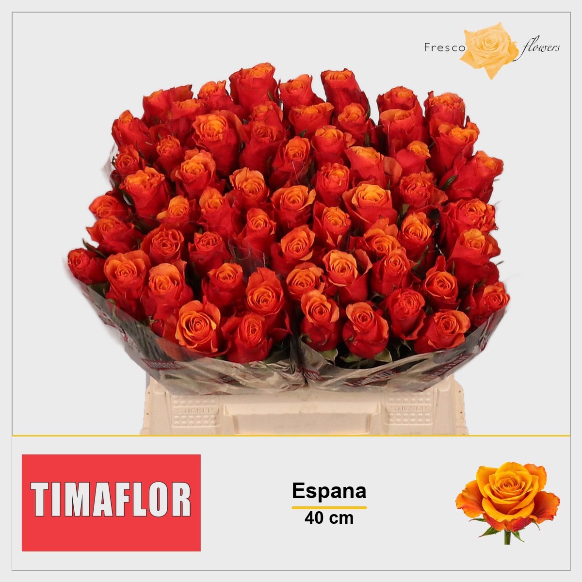 Rosa Espana 40cm