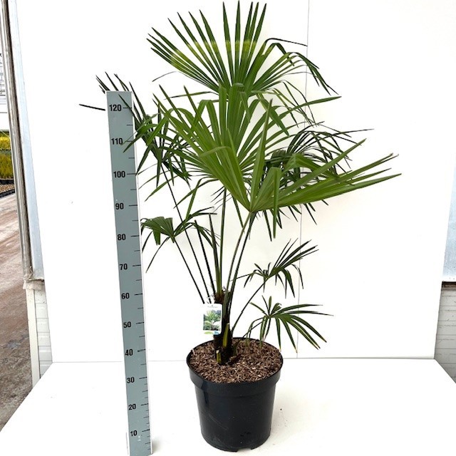 Picture of Trachycarpus fortunei C20 100-120