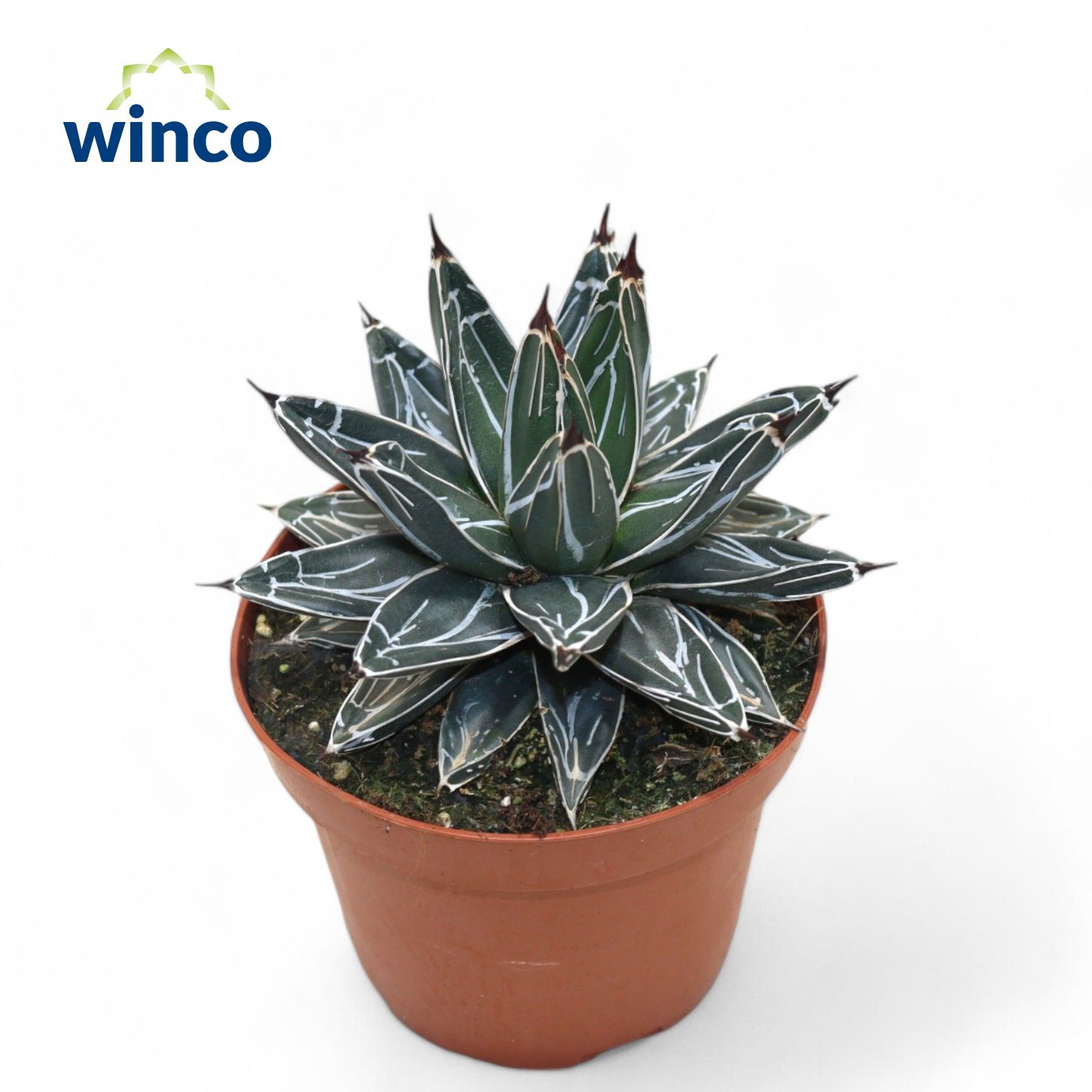 Picture of Agave Victoriae-reginae P12 20CM