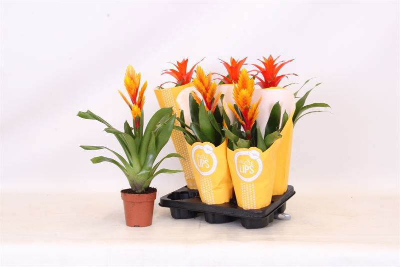 Bromelia Gem 6 Srt 12P 50H
