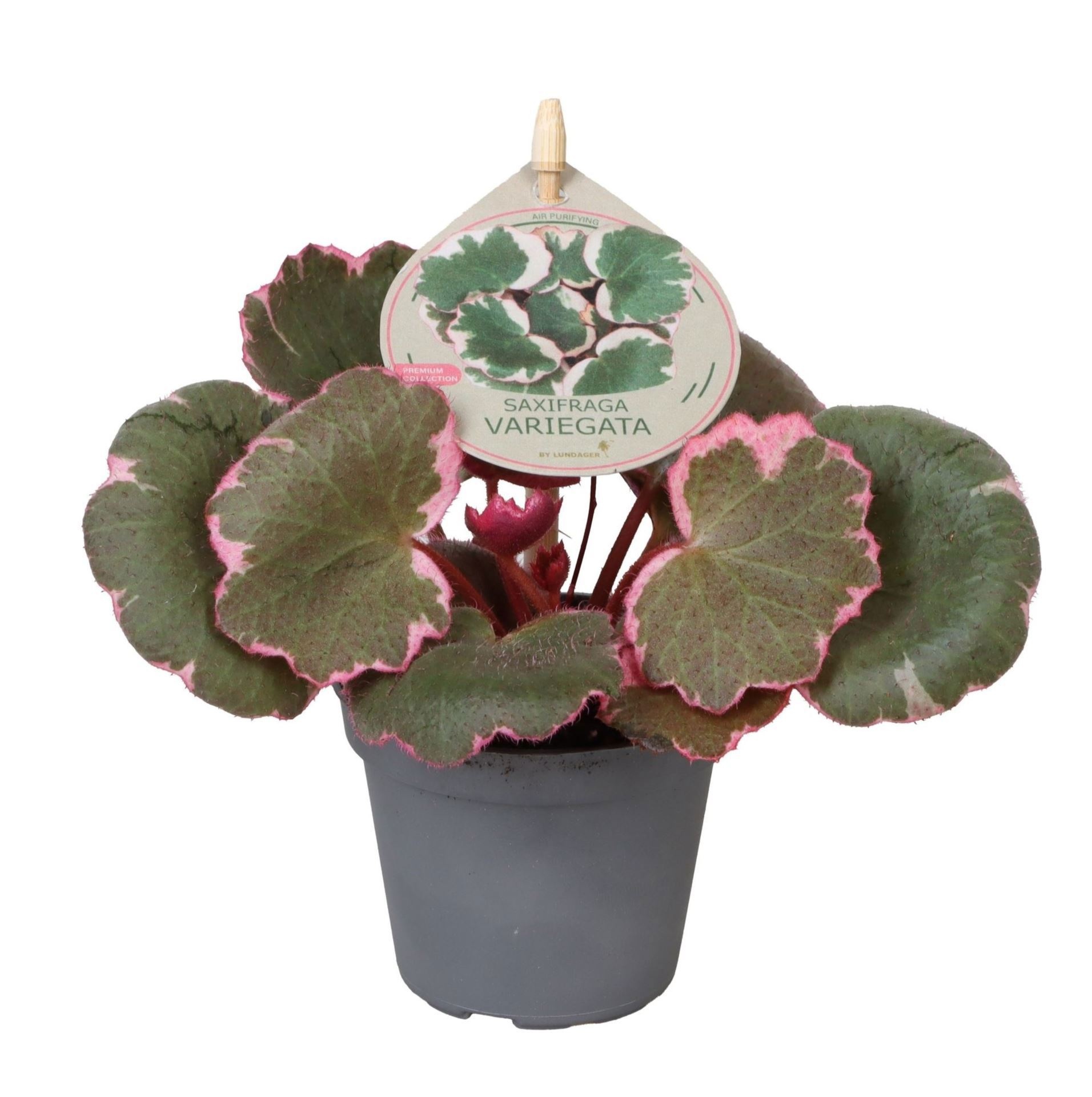 Saxifraga Variegata W. Label