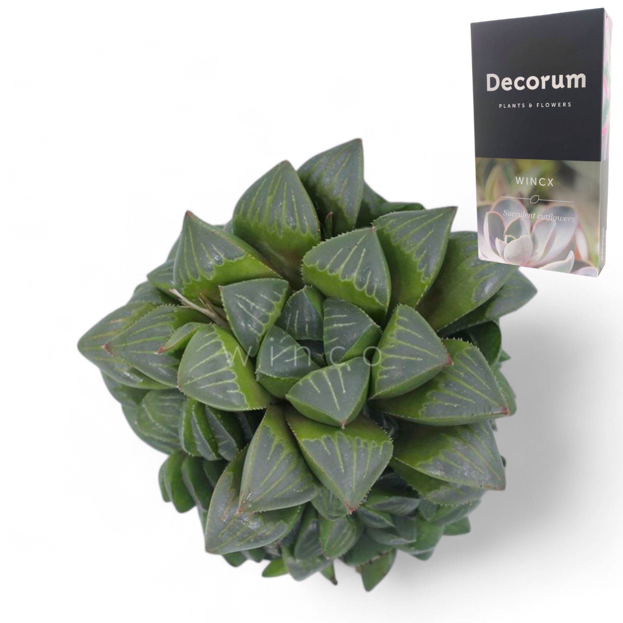 Haworthia Retusa Cutflower