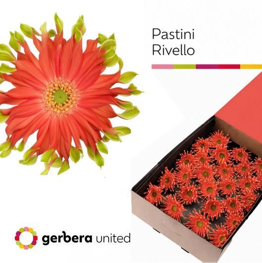 Gerbera Pastini Rivella