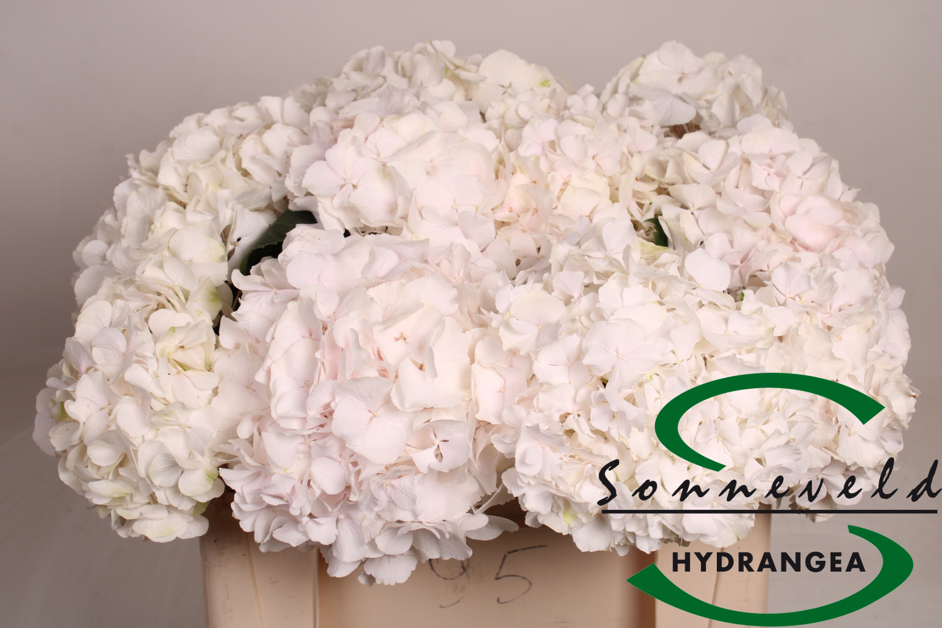 Hydr M Sw Verena