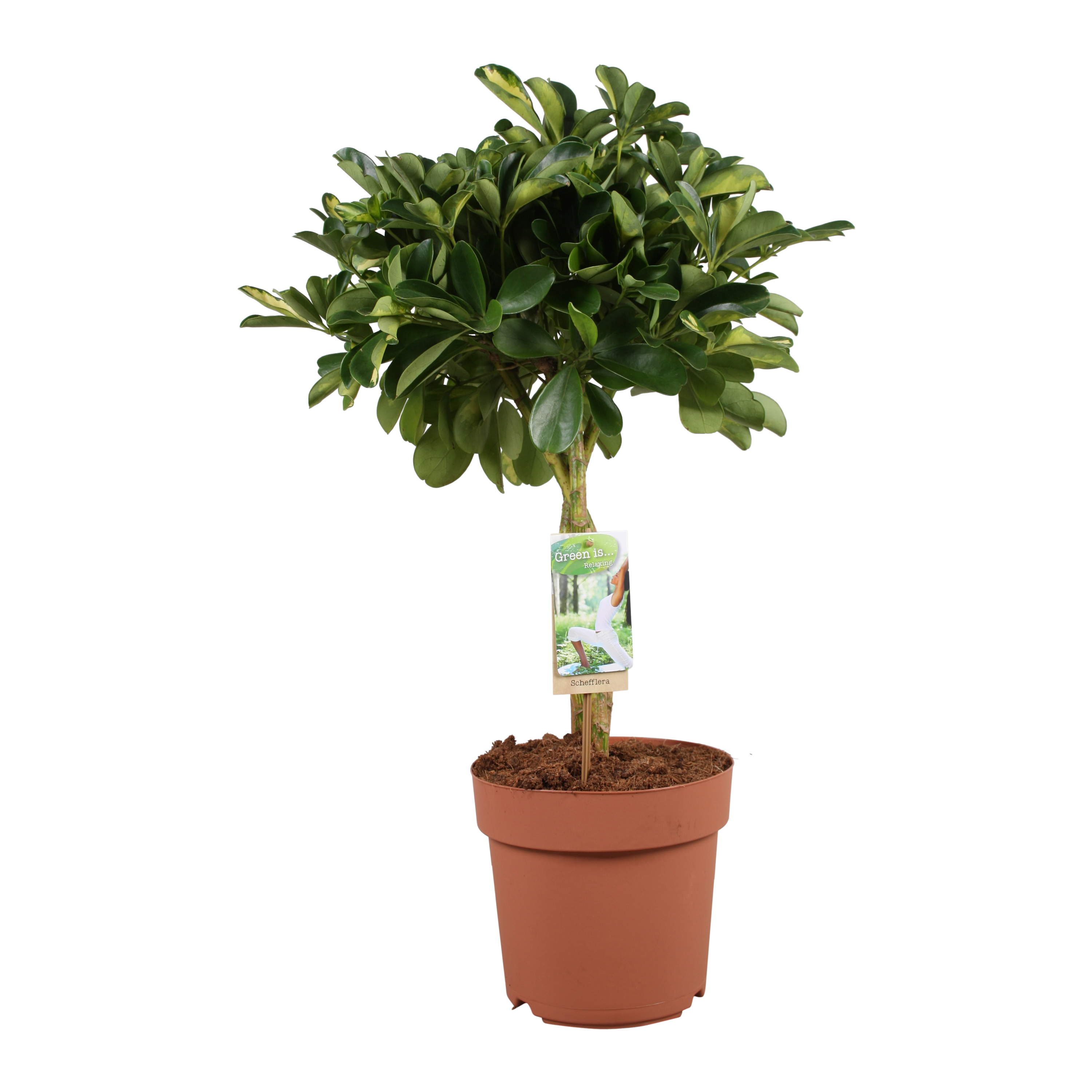 Picture of Schefflera Gold Capella braided stem P21 80CM (LOOSE)