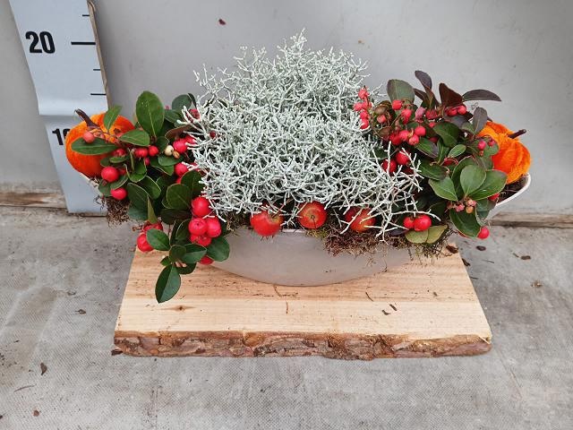Arr Tuinplanten 39P 25cm
