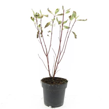 Picture of Cornus alba Elegantissima P17 (2 Ltr) (LOOSE)