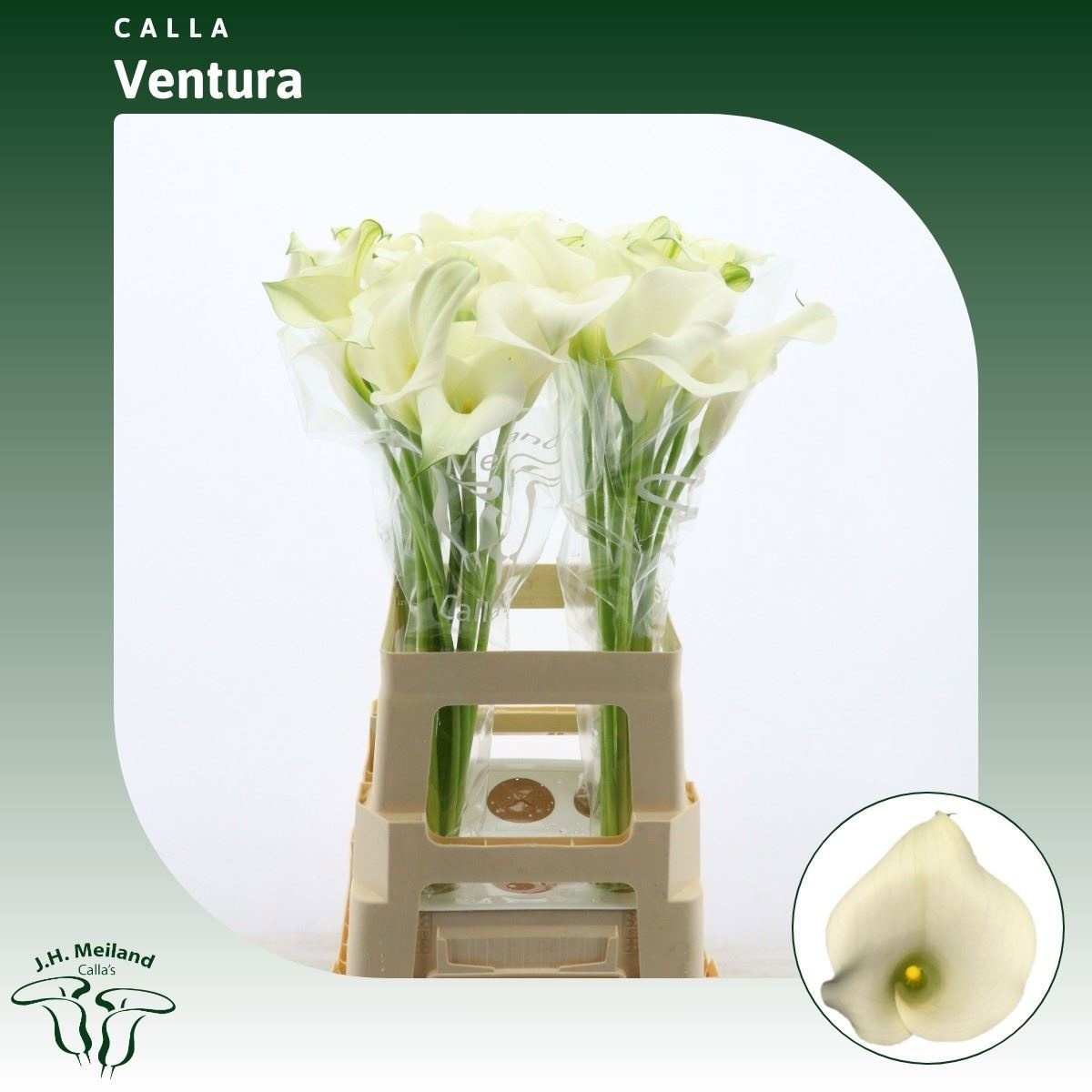 Calla Capt Ventura 70cm