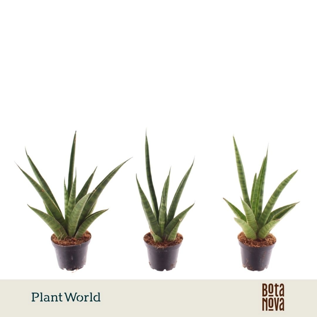 Sansevieria 'trifciata' Pineapple