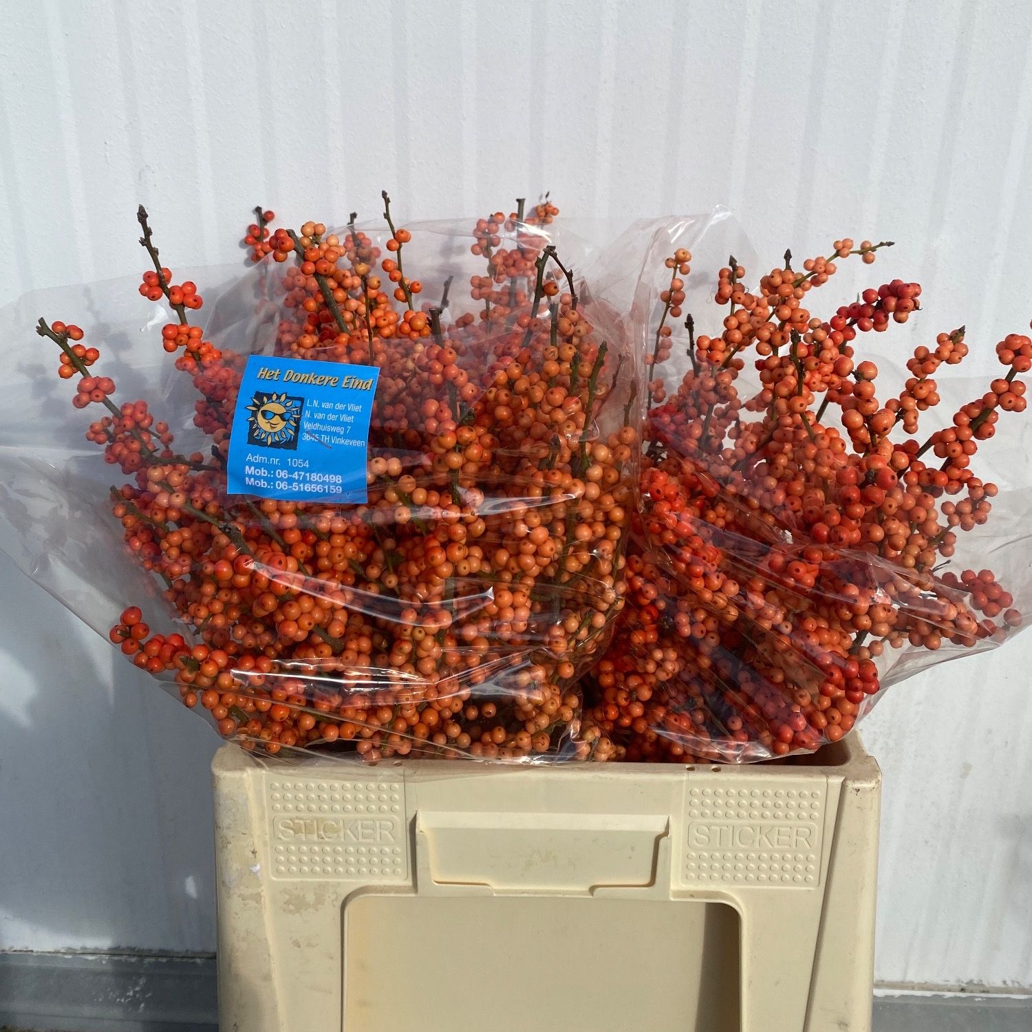Ilex Winter Gold 60cm