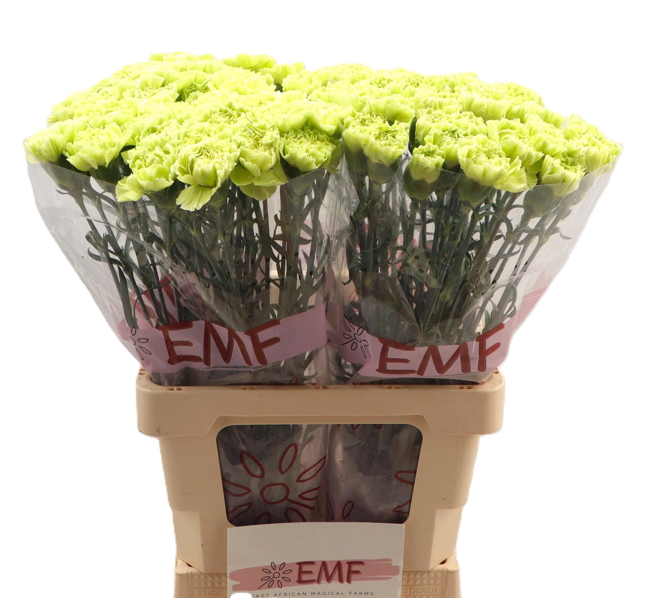 Dianthus St Marty 60cm