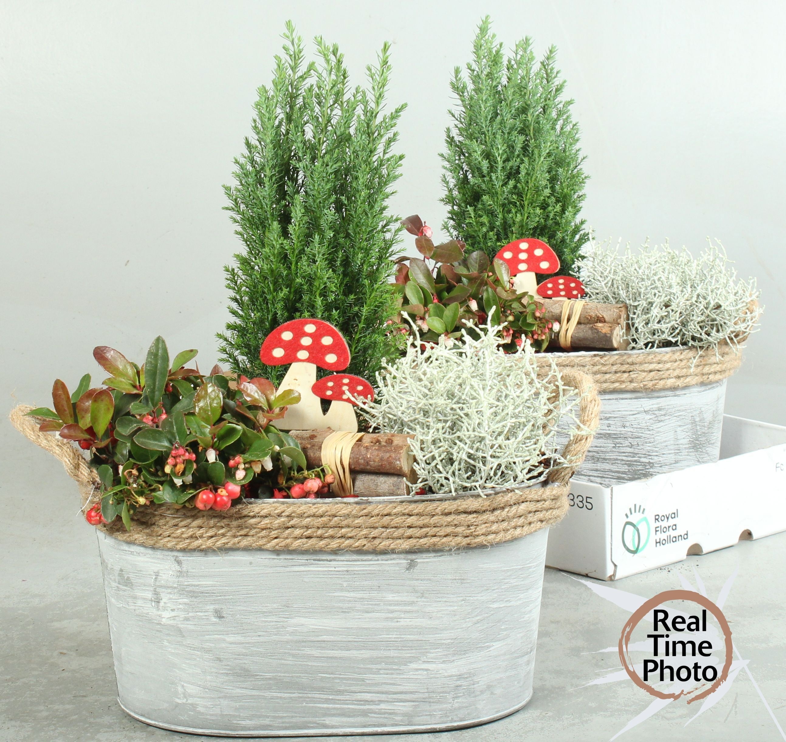 Arr Tuinplanten 29P 40cm