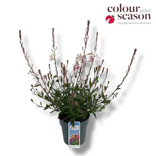 Gaura Gaudi White p15 Hopmans