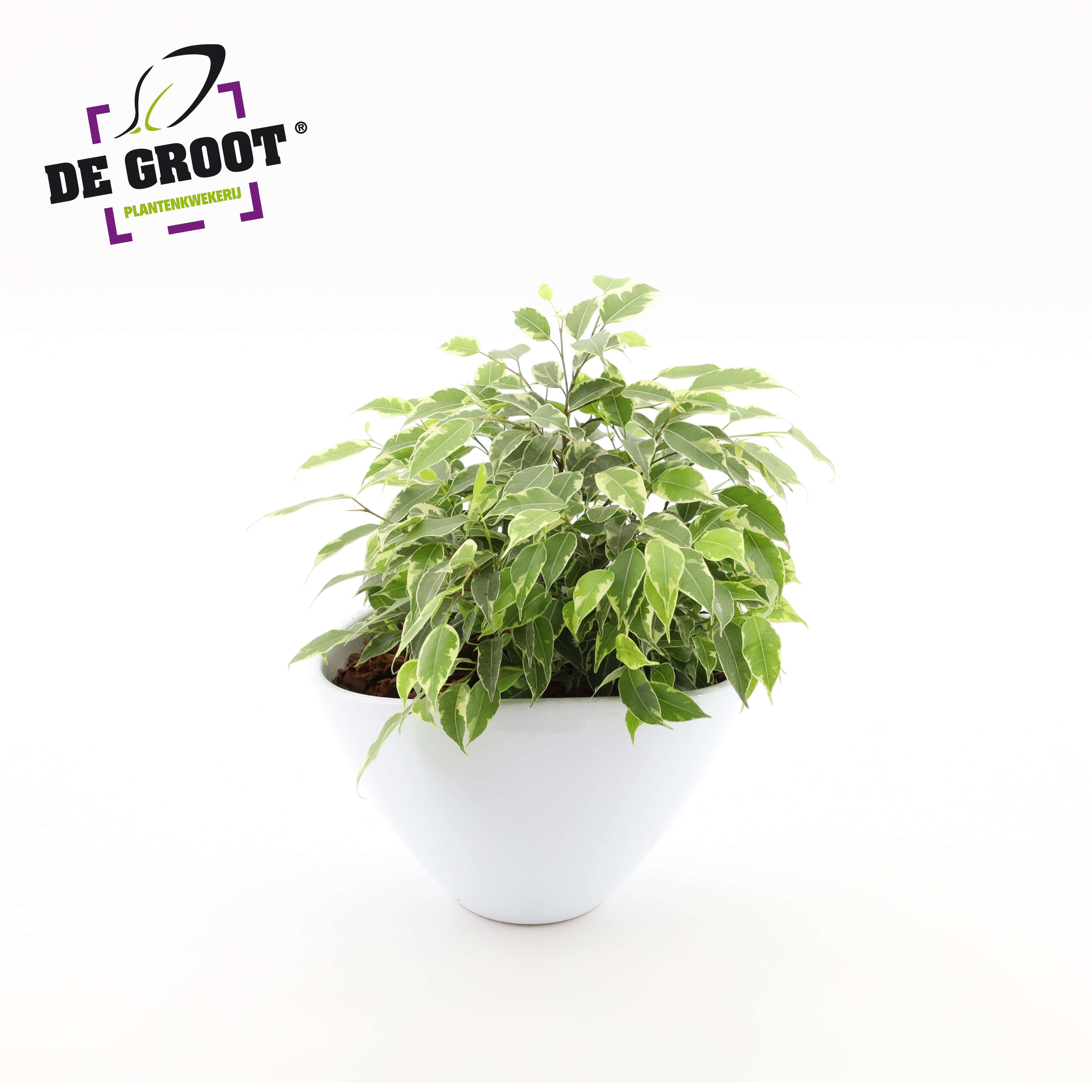 Picture of Ficus Kinky arr. in envelope pot P18