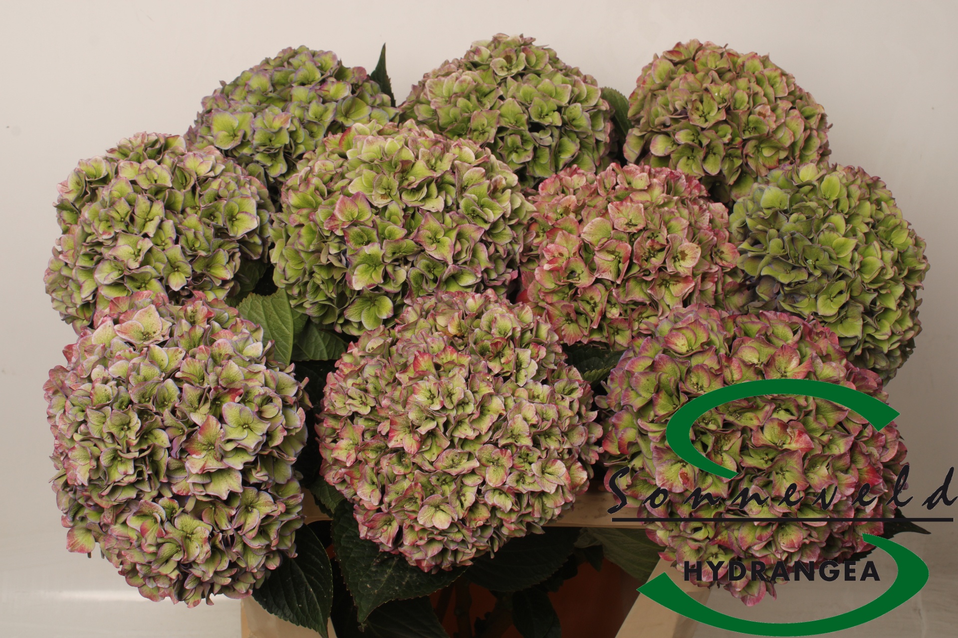 Hydrangea Rodeo Classic Pink 70cm 22Ø