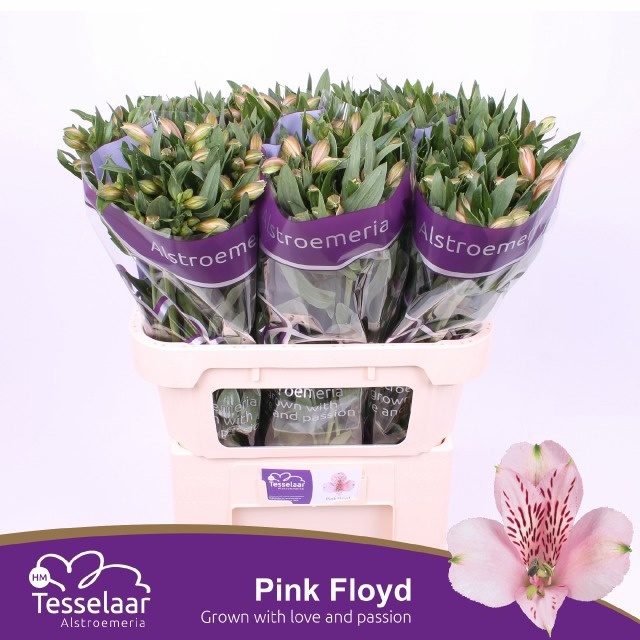 Alstr Pink Floyd 70cm 60gram