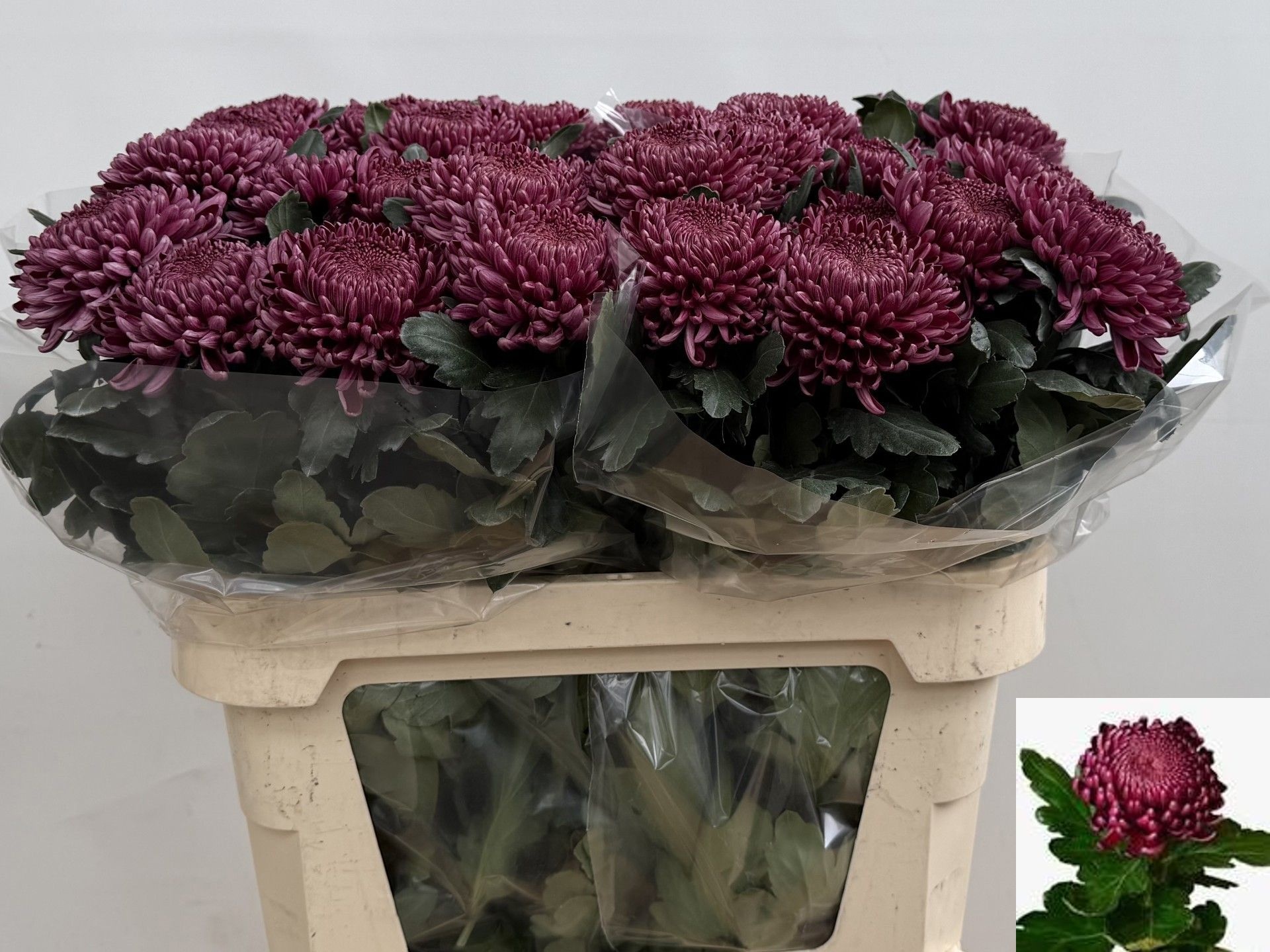 Chrys Single Bigoudi Purple 70cm 85gram