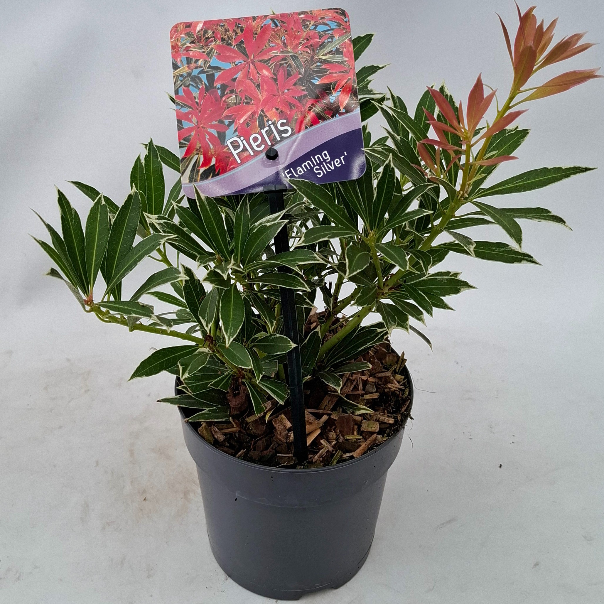 Picture of Pieris 'Flaming Silver'