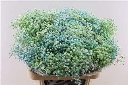 Gypsophila Painted 80cm 40gram