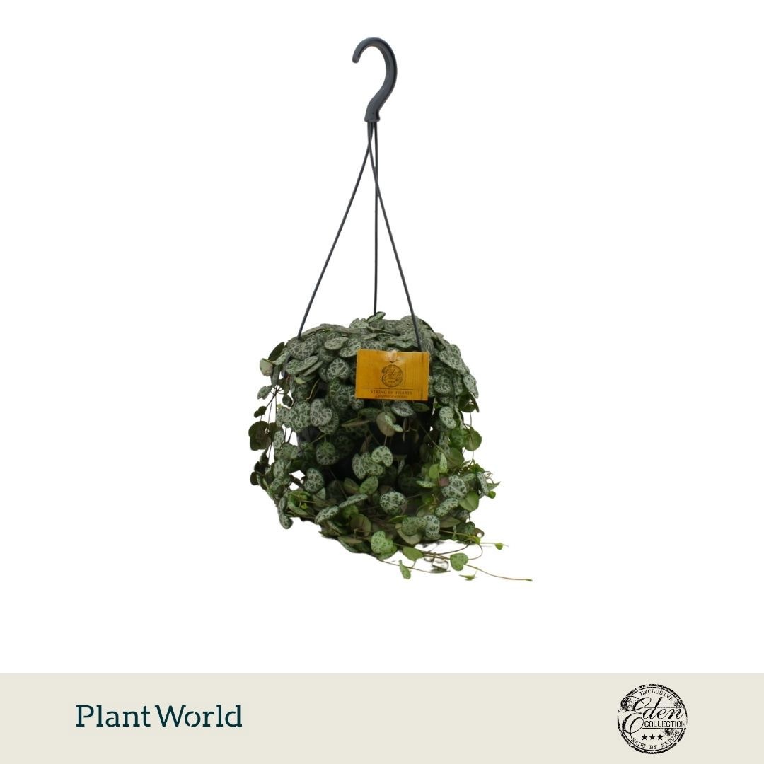 Ceropegia Woodii HP