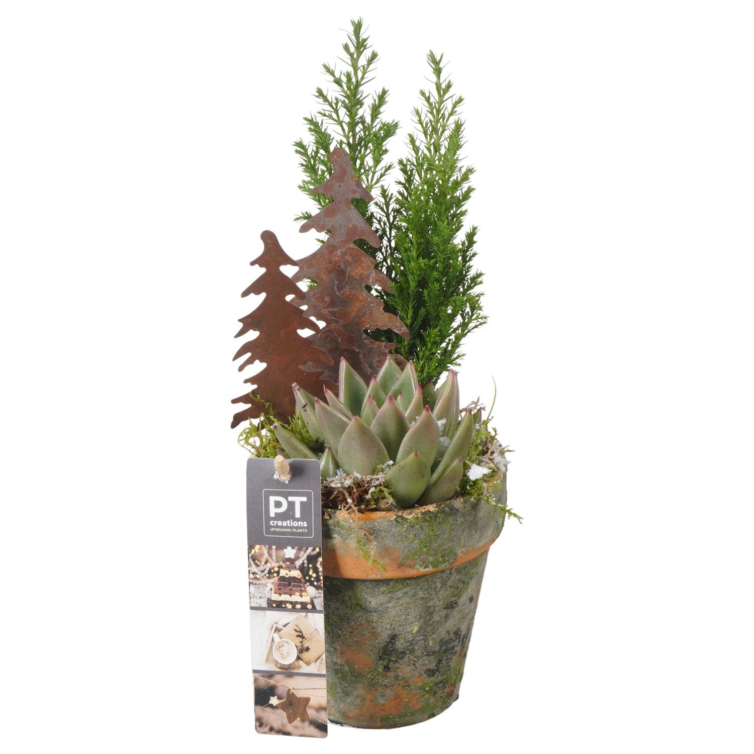 Picture of PTKB9420 Arrangement X-Mas in terracotta pot P10 26CM