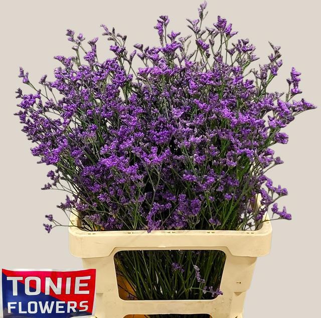 Limonium Sin Kansas Blue 70cm 40gram