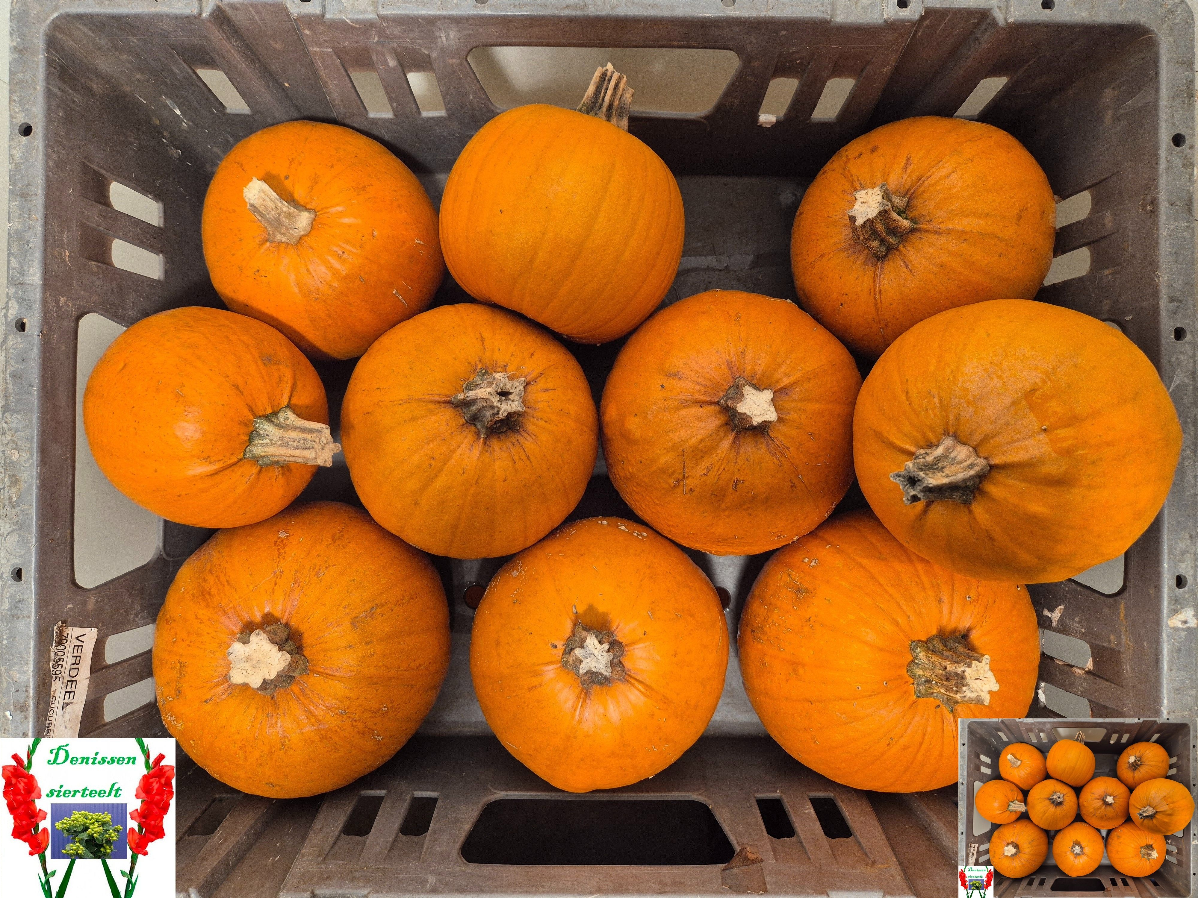 Cuc Maxima Halloween