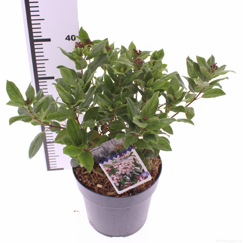 Picture of Viburnum tinus 'Gwenllian'