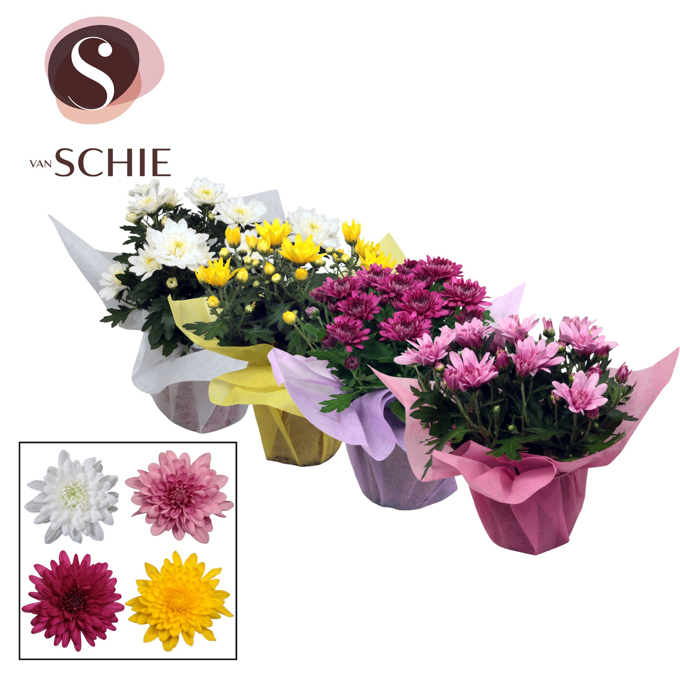 Picture of Chrysant Grandezza in varieties in Wrap non woven (Decorum) P13 25CM