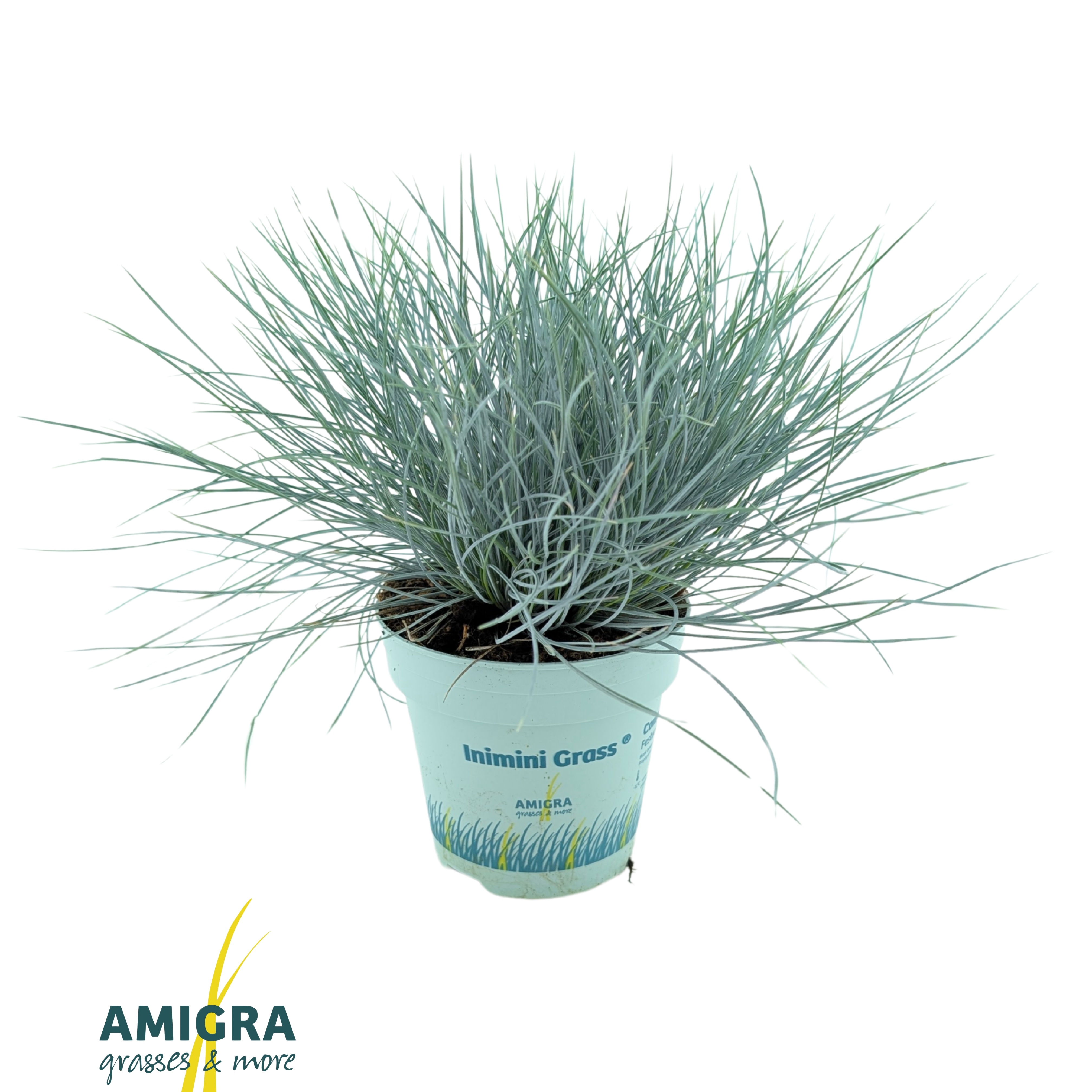 Picture of Festuca glauca CompactA Blue®