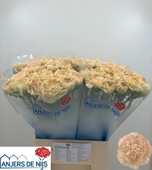 Dianthus Lege Marrone 60cm