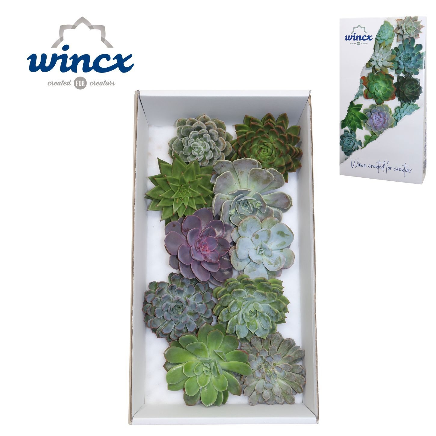 Echeveria Ov