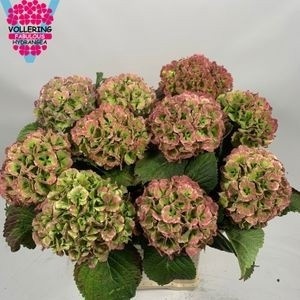 Hydrangea Lollypop Clas 60cm 16Ø