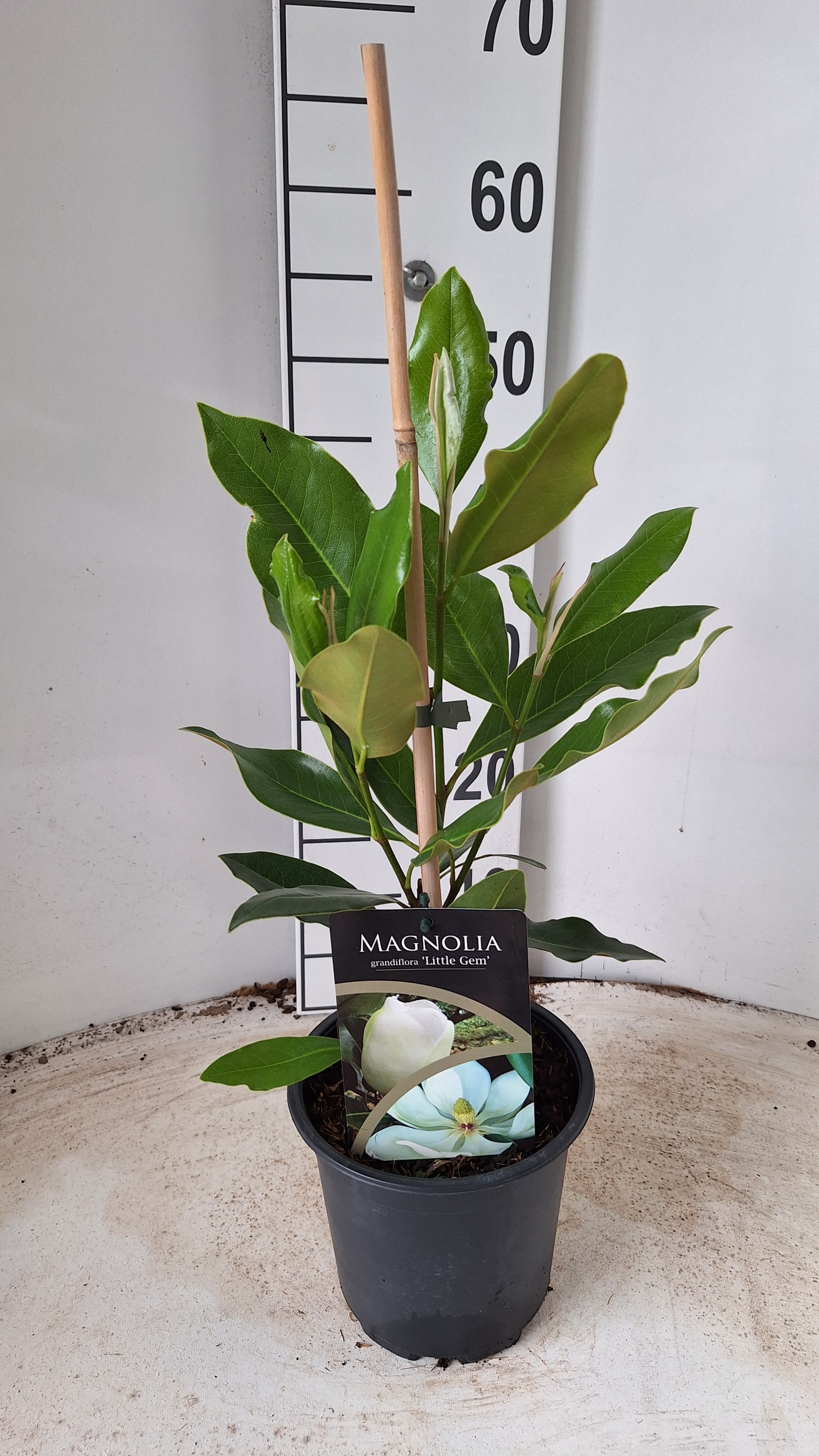 Picture of Magnolia grandiflora Little Gem P17 (2 Ltr)