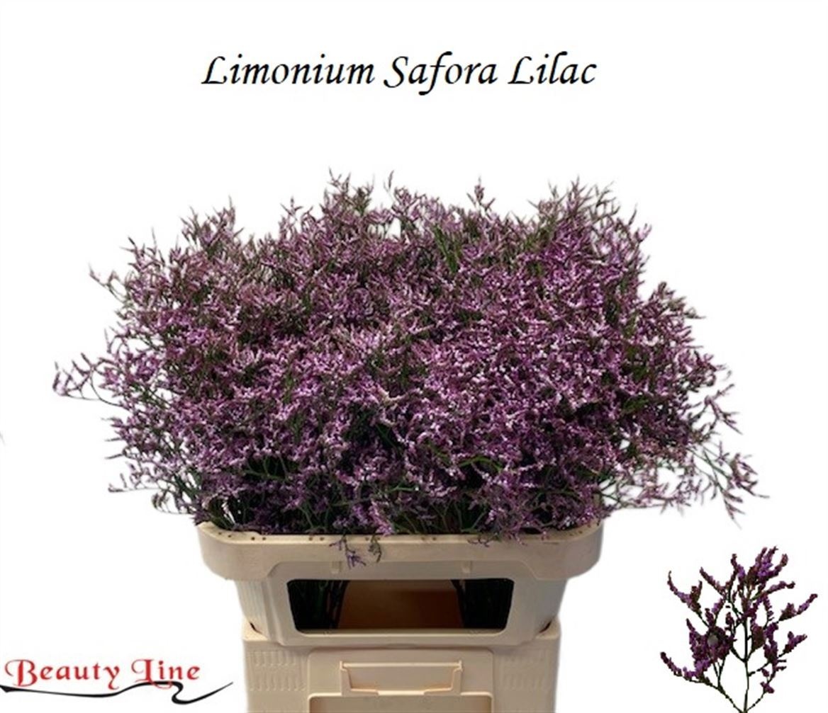 Lim Saf Lilac