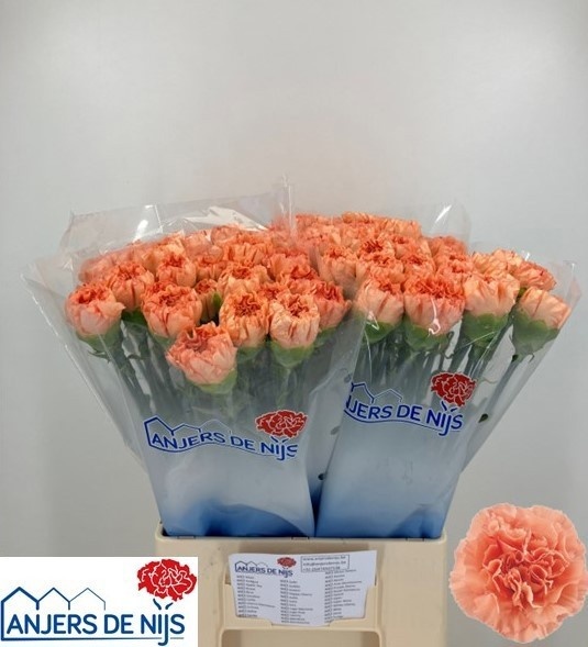 Dianthus St Gobi 60cm
