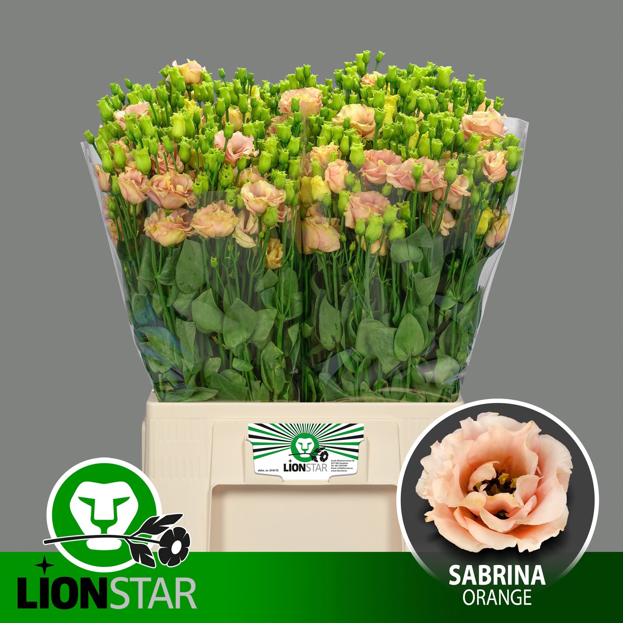 Eus G Sabrina Orange