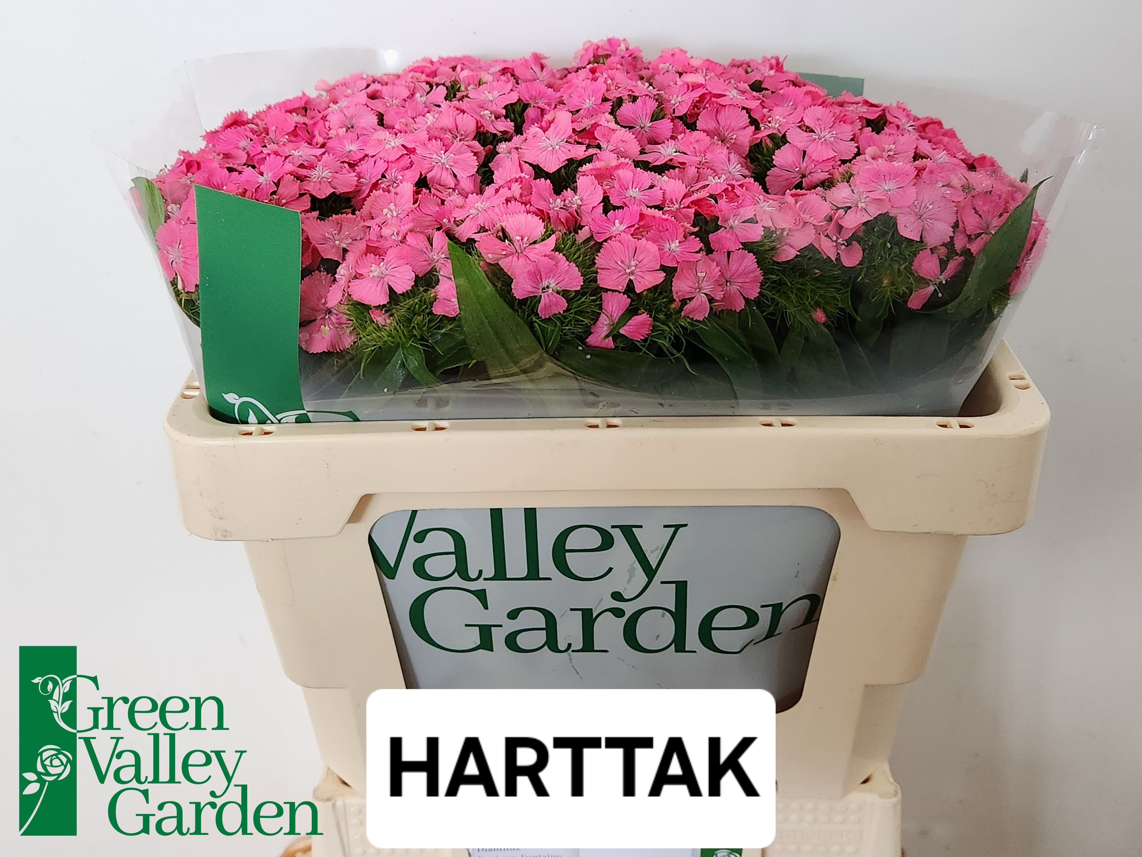 Dianthus Barb Pink 50cm