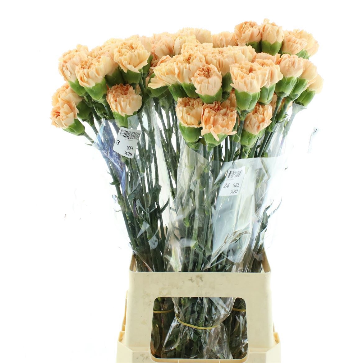 Dianthus St Caroline Gold 70cm