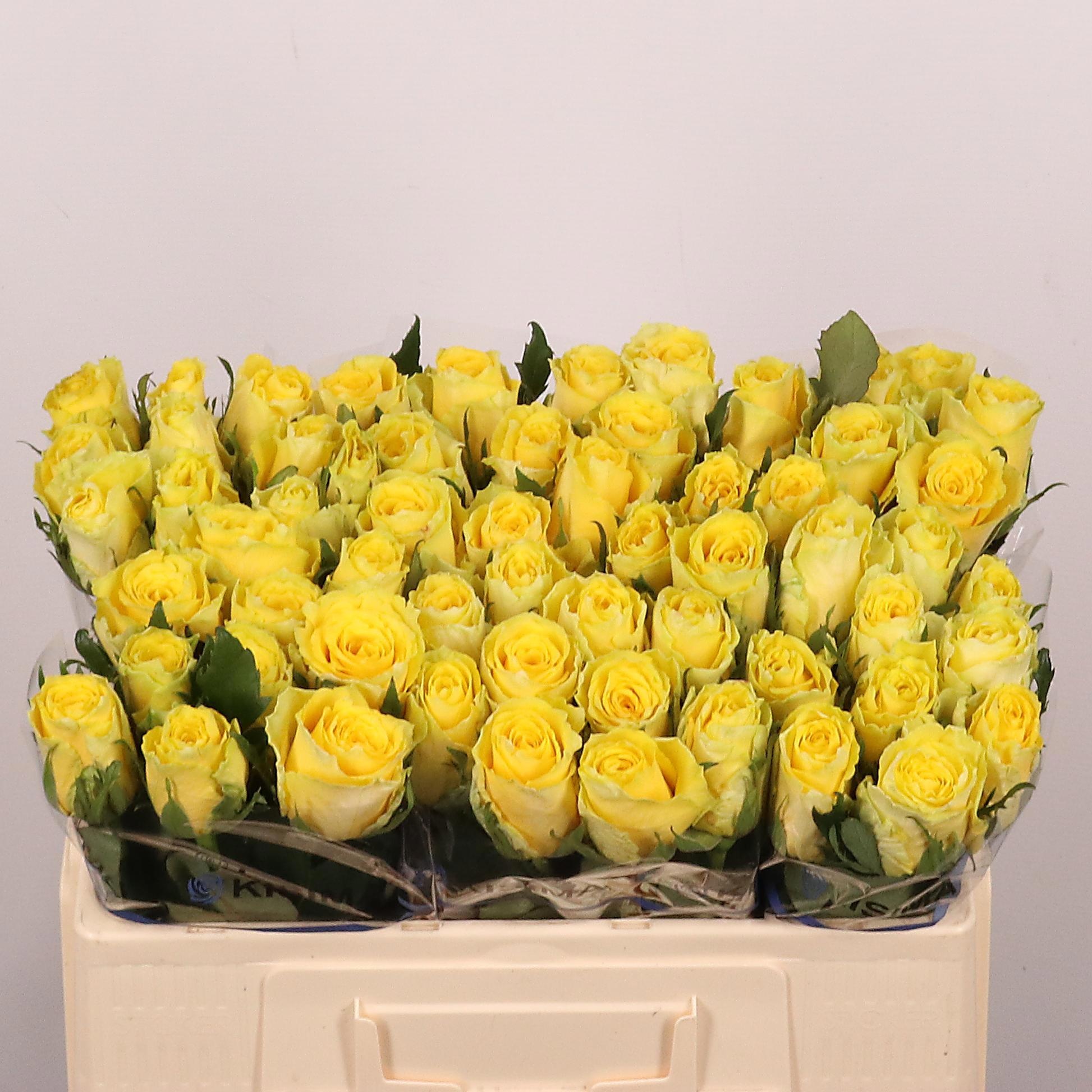 Rosa Good Times 50cm