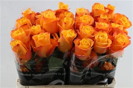 Rosa Sw Aloha 50cm
