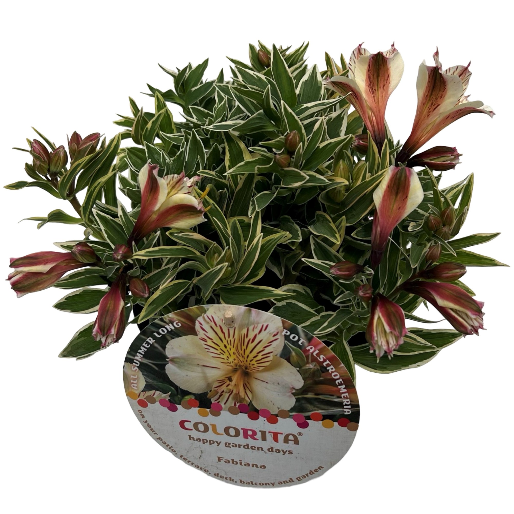 Picture of Alstroemeria colorita Fabiana® sense P19 (3 Ltr)