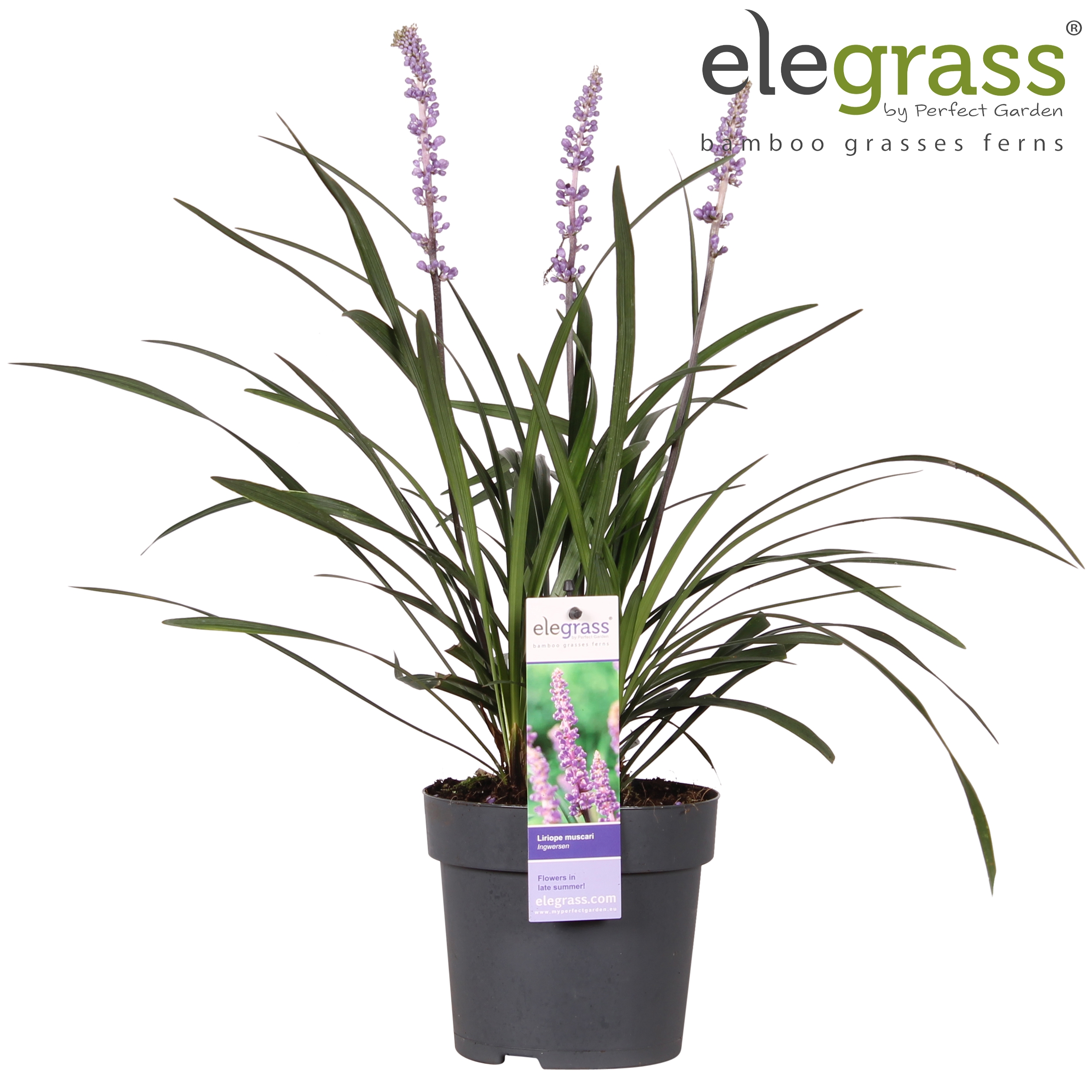 Picture of Liriope muscari Ingwersen P14